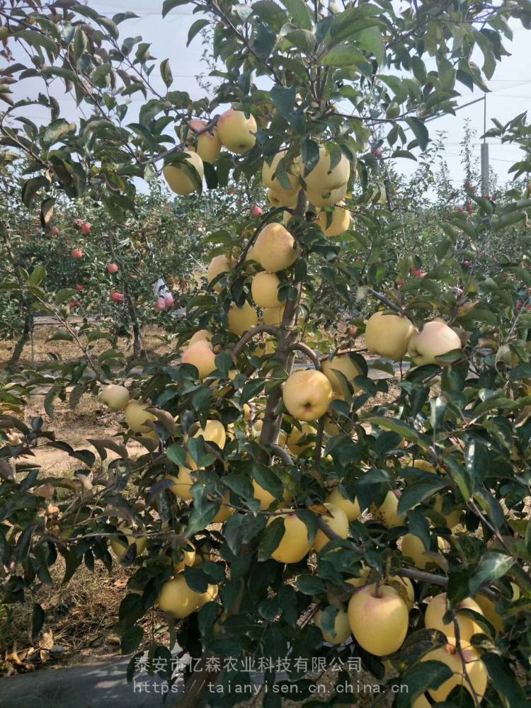华硕苹果苗种植技术威海金苹果苗拉枝技术