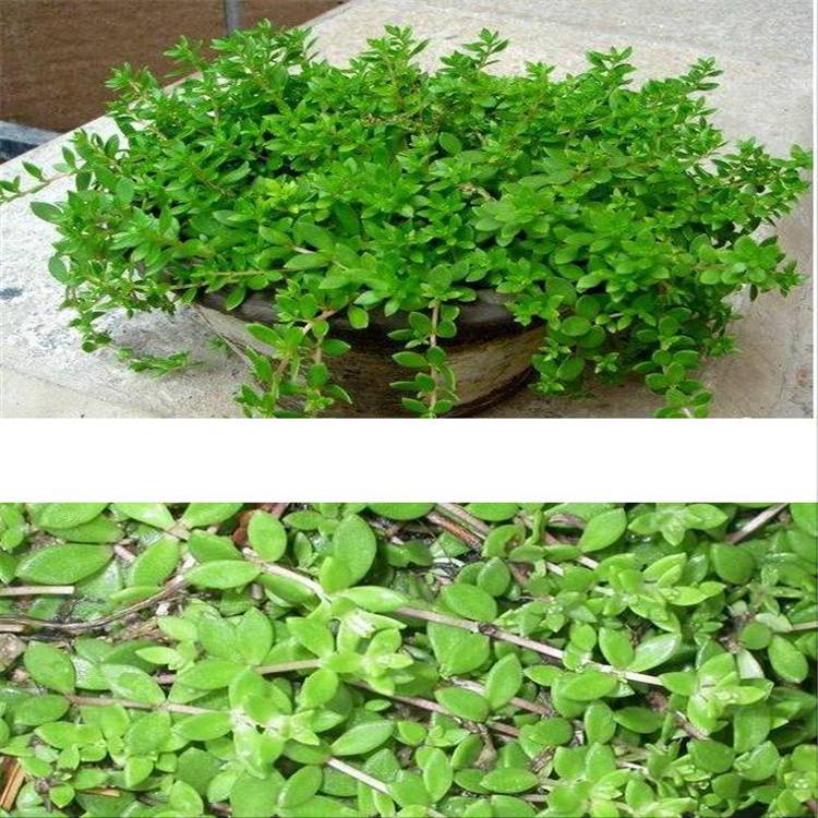 东北耐寒地被花卉卧茎景天屋顶绿化可代替草坪抗旱抗贫瘠