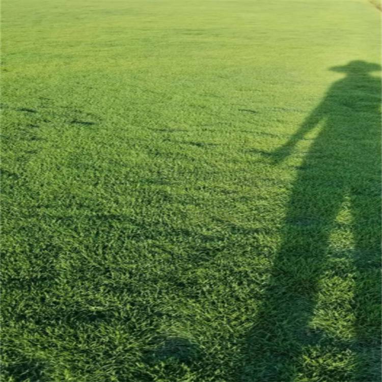 公路绿化草坪 广东马尼拉草 广场绿化草坪 再生性好