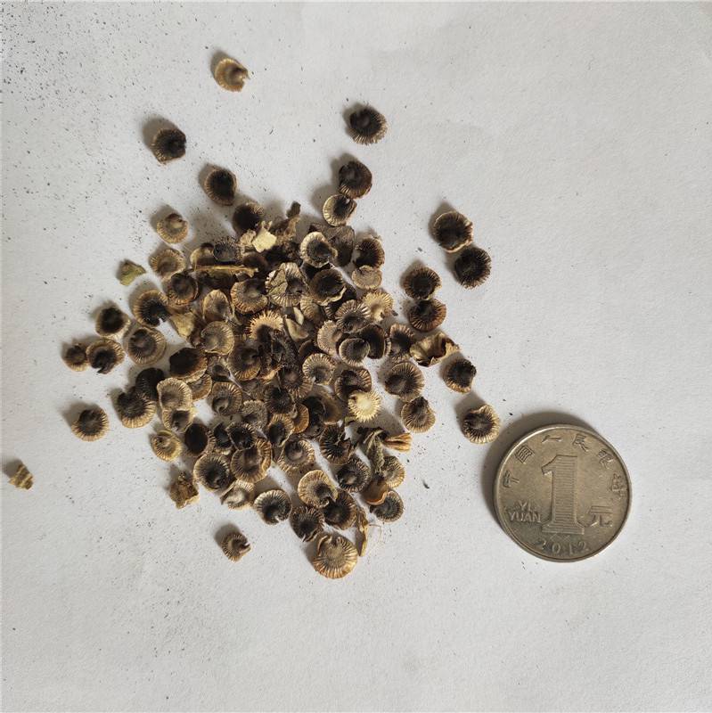 新草花种子蜀葵种子发芽率高价格便宜批发价