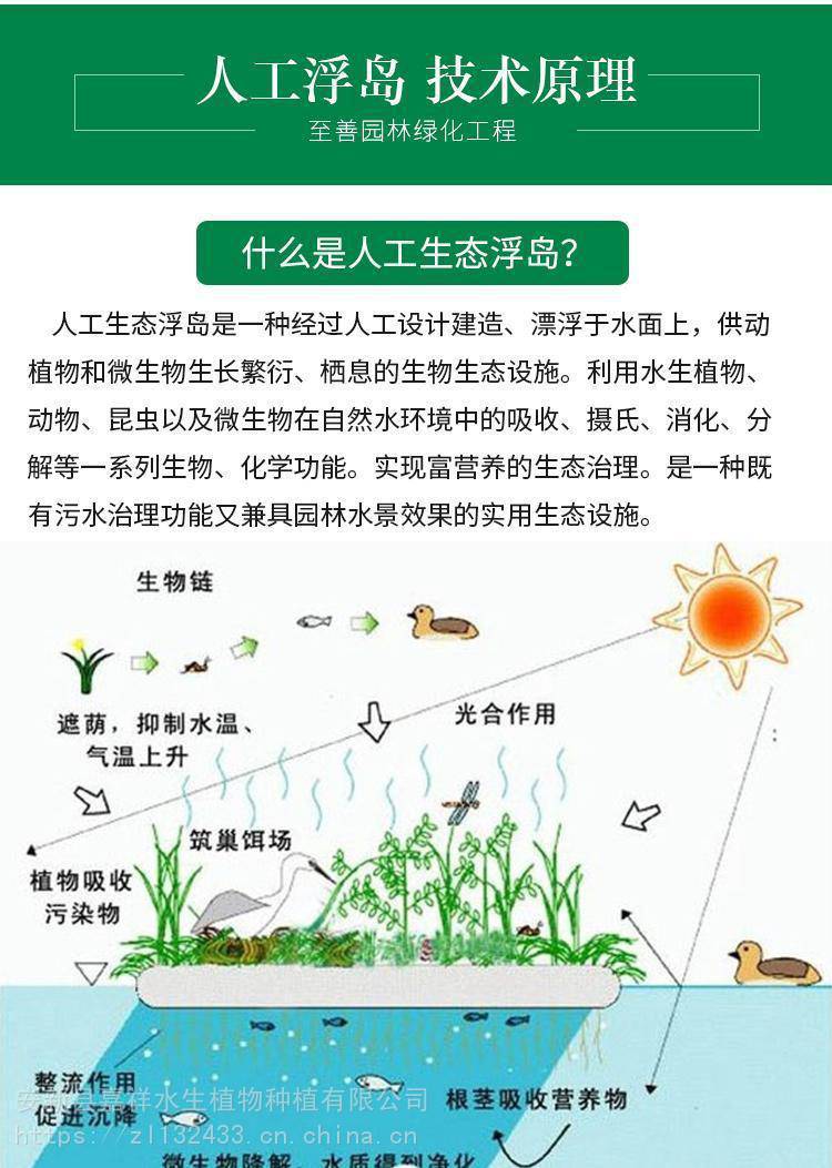 天津浮动湿地水生植物的选择天津人工生态浮岛