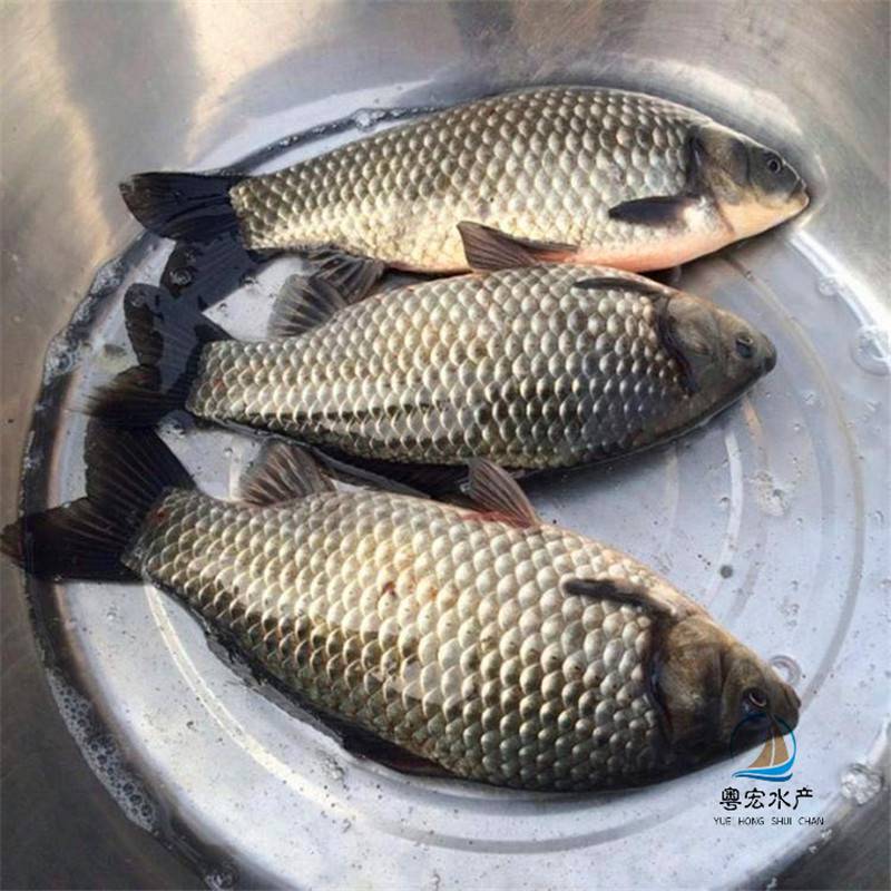 越南鲫鱼苗南昌鲫鱼苗异育鲫鱼苗运输