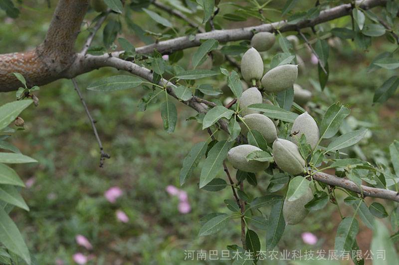 鄭州巴旦木樹苗種植前景選擇紙皮巴旦木苗木品種緣由圖片