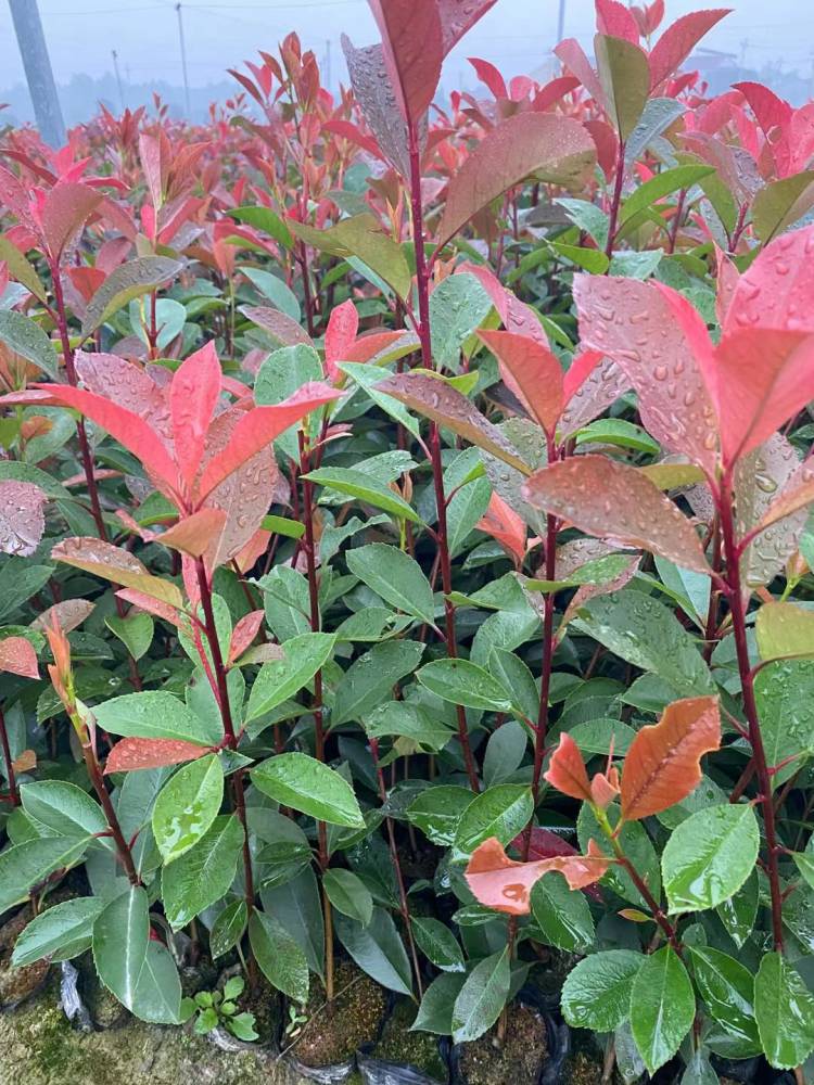 当年生红叶石楠小苗的价钱红叶石楠供应华青