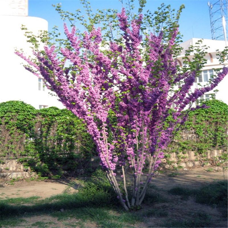 成都园林观赏紫荆树品种规格全独杆紫荆巨紫荆庭院工程绿化