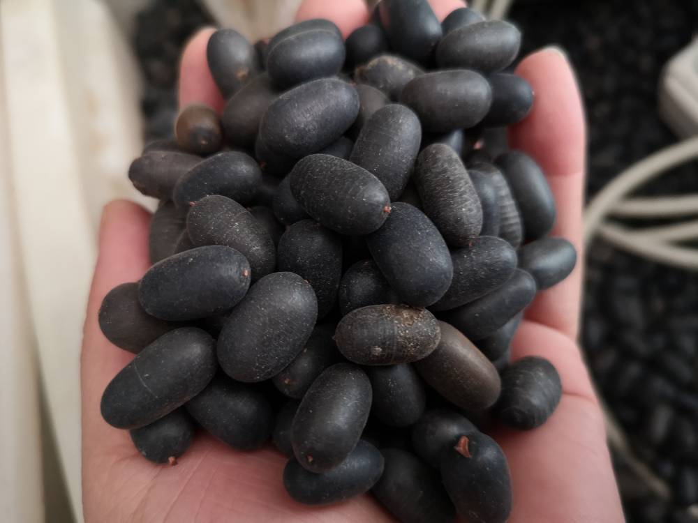 中药材石莲子功效作用甜石莲壳莲子苦莲实带皮莲子石莲果实