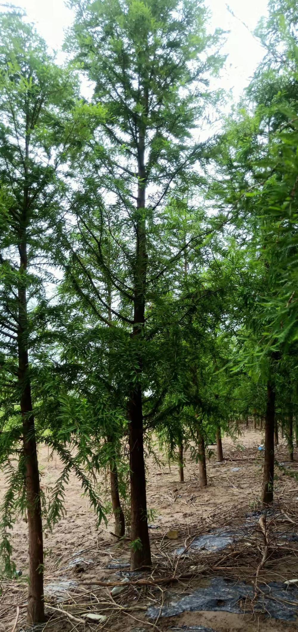 莱芜10公分中山杉6公分树苗成活率高