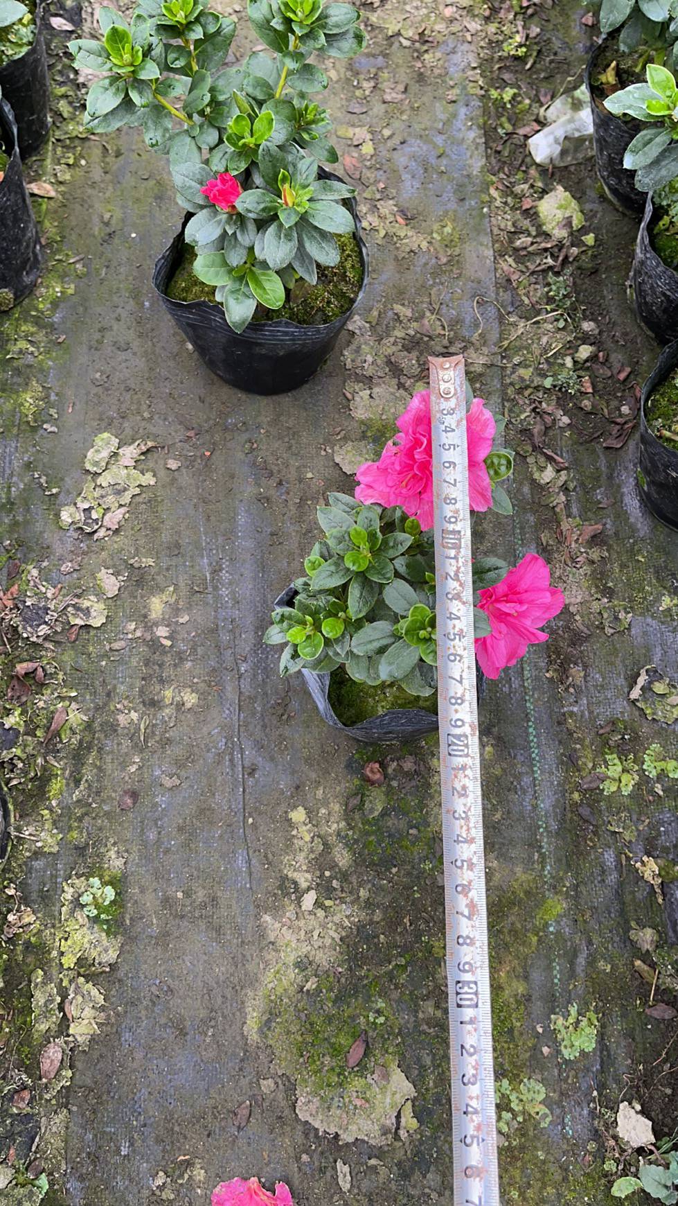 四川泸州西洋鹃盆景种植基地比利时杜鹃花
