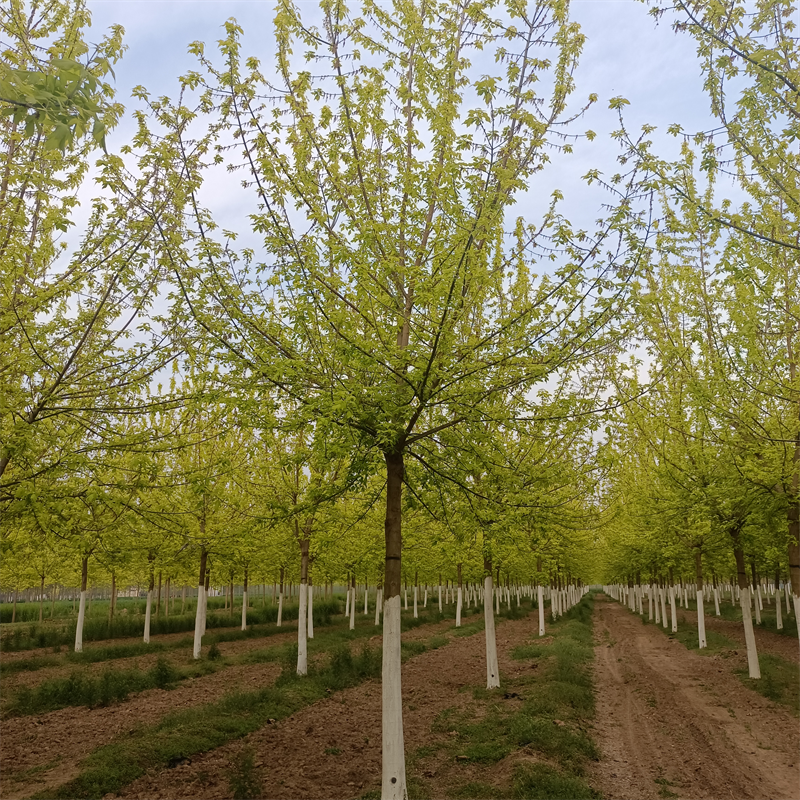 易成活金叶复叶槭18公分复叶槭18cm根系发达别墅造型风景树