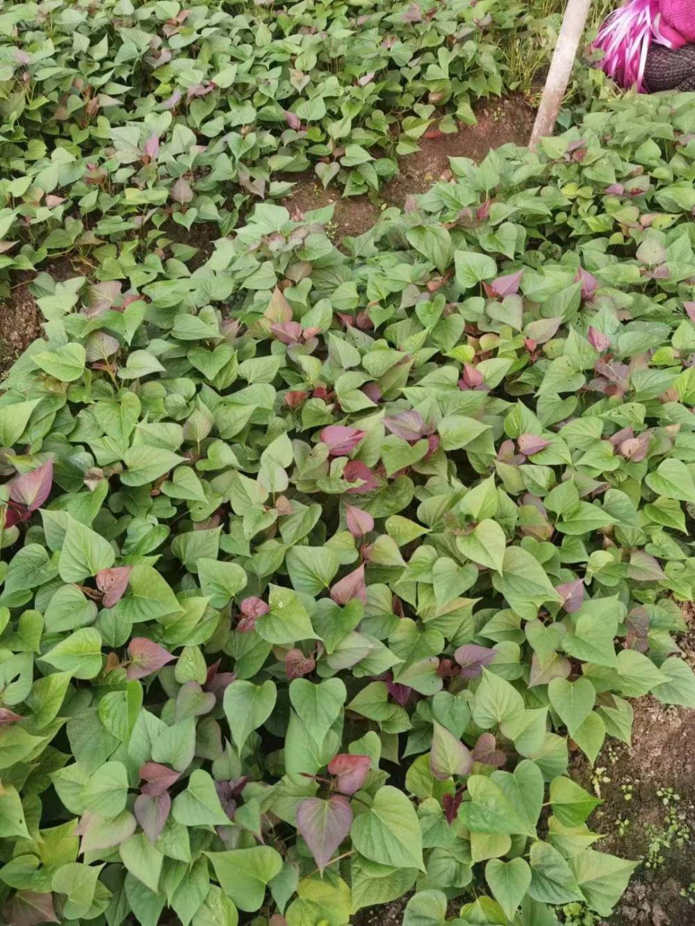 供应高淀粉红薯苗薯商薯19红薯苗