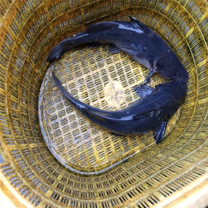 【吻鮠鱼苗养殖 上海周边淡水江团鱼苗 求购牛尾巴鱼
