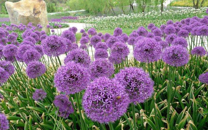 景区绿化大花葱求购球根花葱杯苗批发花葱容器苗青州花葱种植