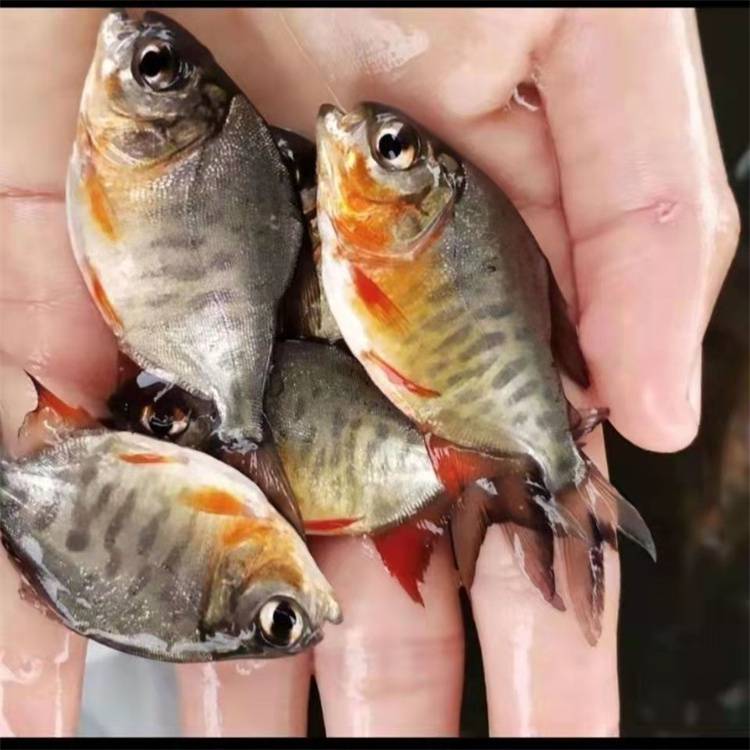 【淡水鲳鱼鱼苗 明丰渔业白鲳鱼苗 金鲳鱼苗 保***量 运输快捷】价格_