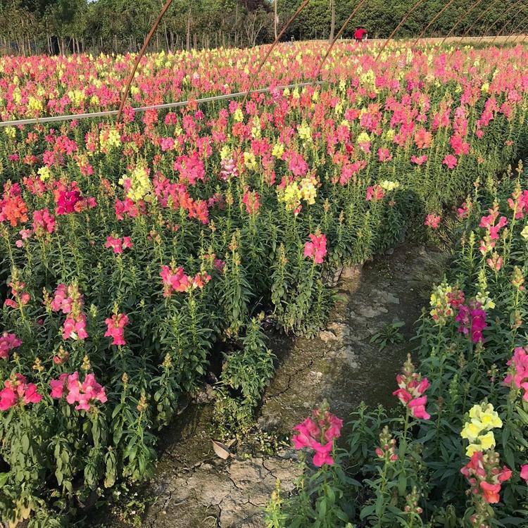 湖南花卉苗木基地(湖南花卉苗木基地地址)