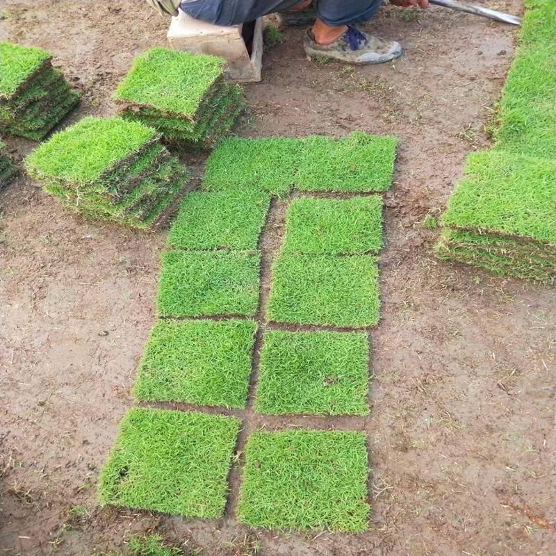 怀化台湾青草皮草卷每平米价格