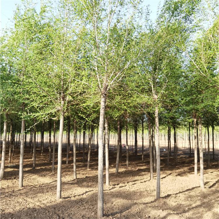 榆树产地供应榆树山西榆树基地