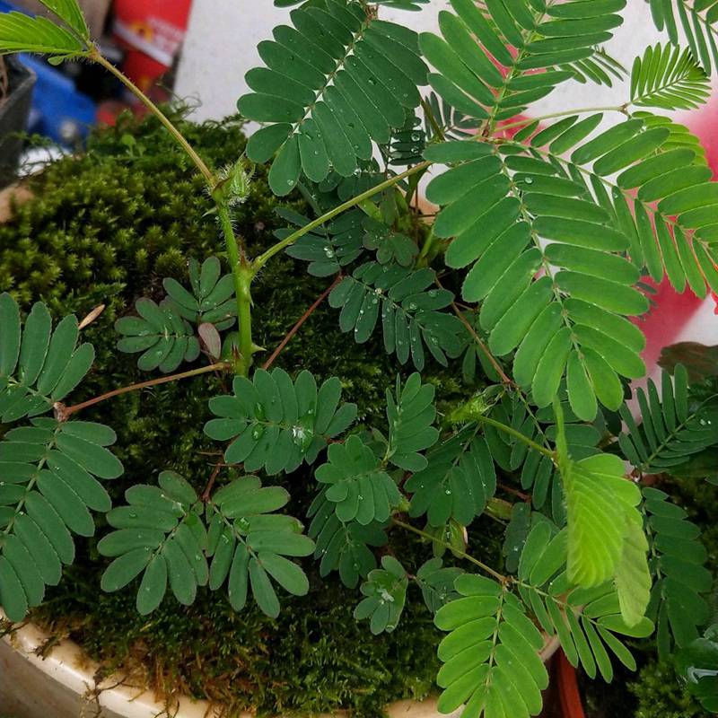 大家都对于含羞草是十分好奇的,也有人想要种植含羞草,接下来小编就为