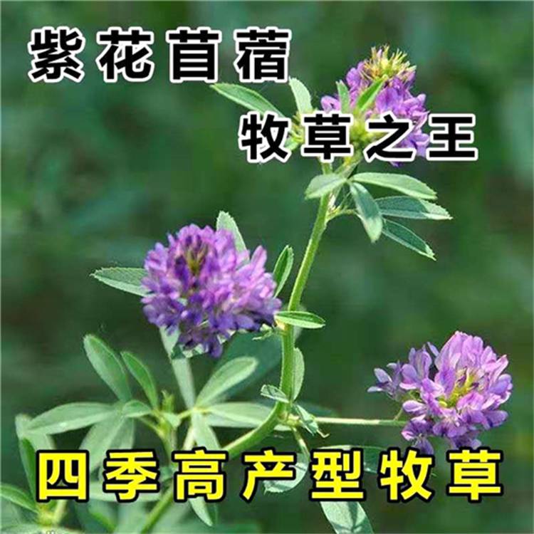 周边常青草种草籽销售批发护坡草坪种草种籽