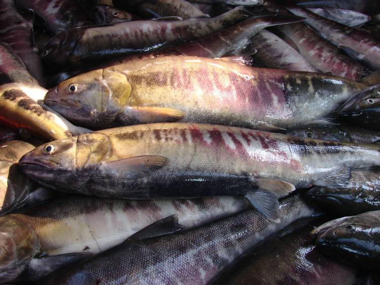 同江大马哈鱼批发价格同江大马哈鱼同江大马哈鱼多少钱一斤