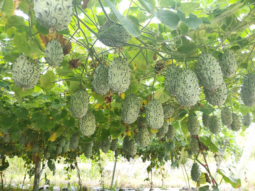 火参果鲜果高产火参果种子供应火参果种植技术及收购