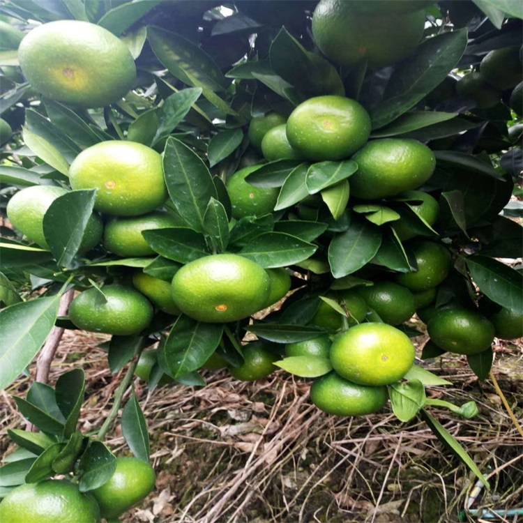 由良蜜桔适合种植的区域(由良蜜桔种植技术经验)
