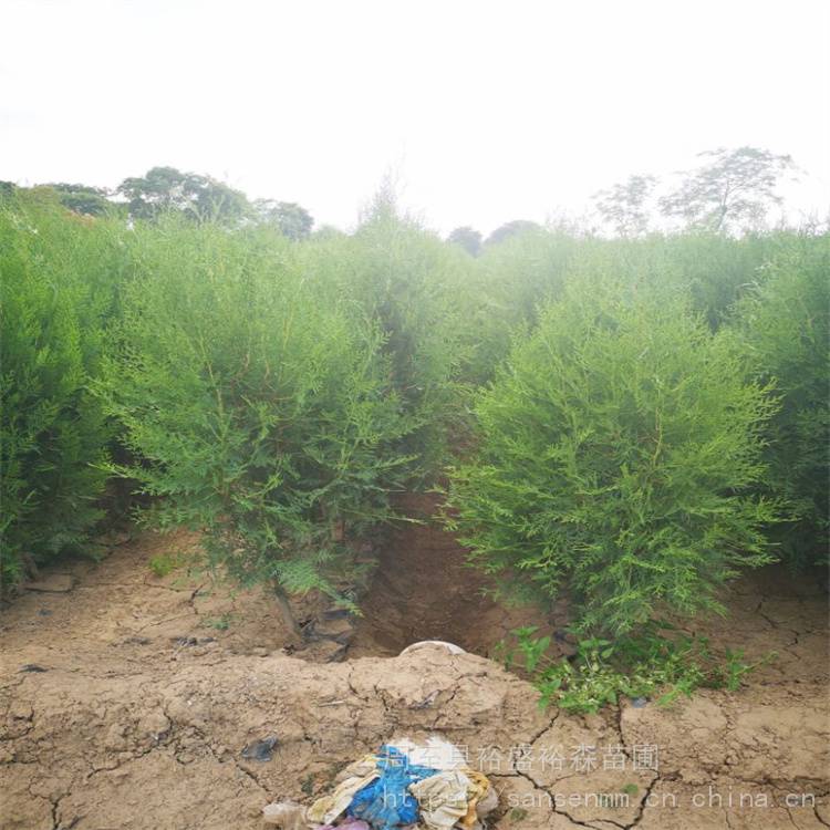 广安侧柏30-50厘米小树苗 陕北侧柏苗的种植方法