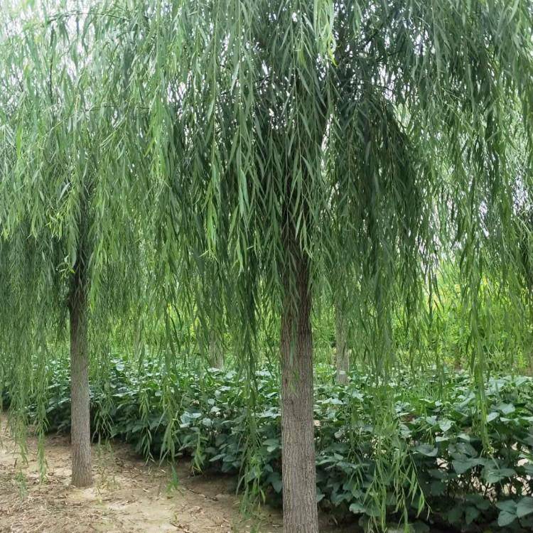 速生柳出售速生柳的价值速生柳落叶