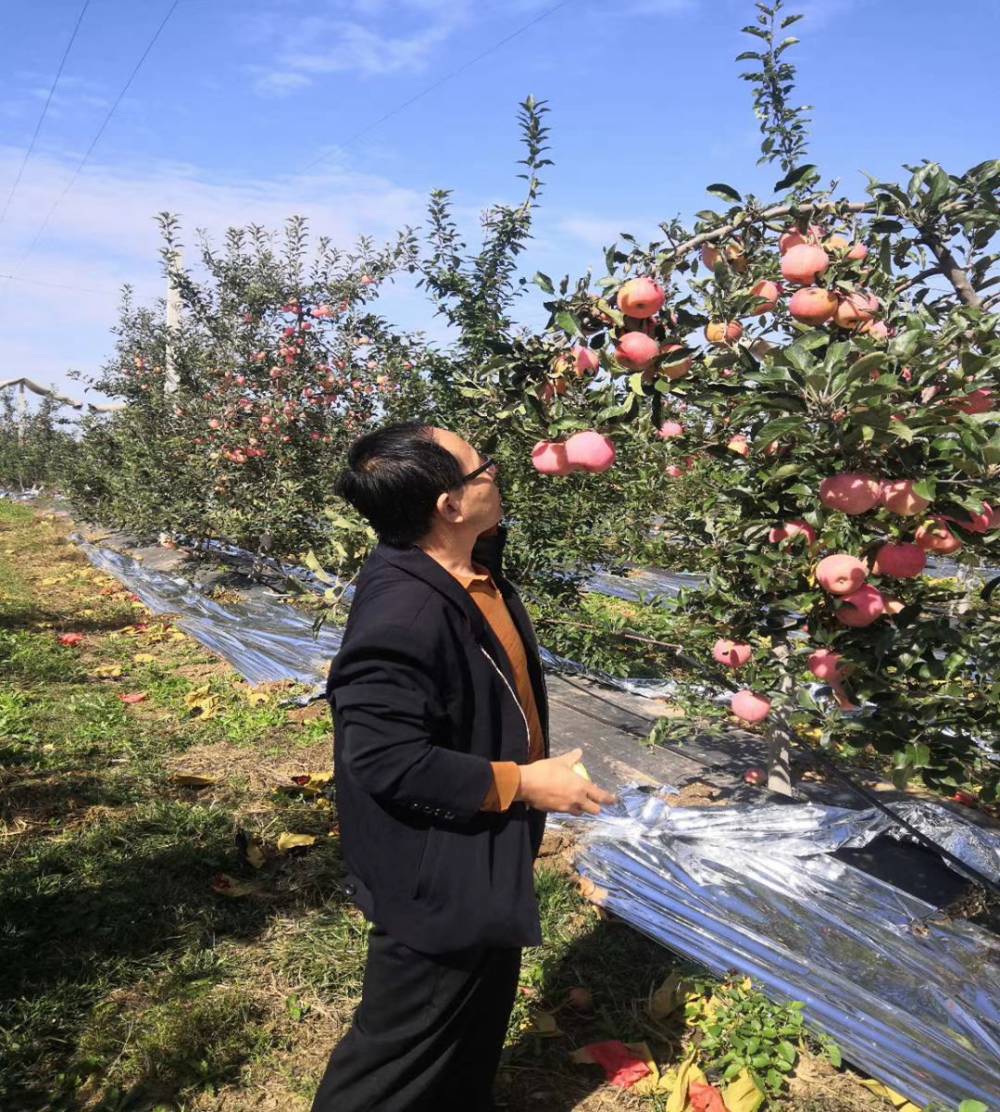 夏红苹果苗欢迎来电新品种珊莎苹果苗