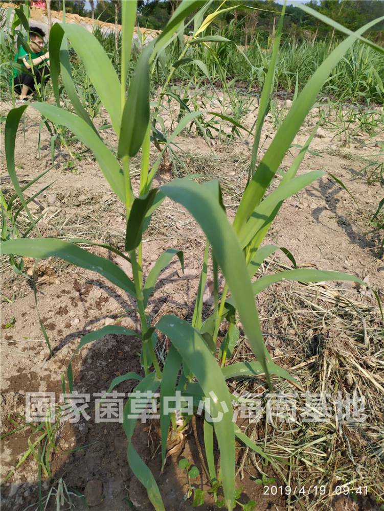 黄金草之绿洲一号菌草绿洲1号牧草巨菌草绿洲一号种苗
