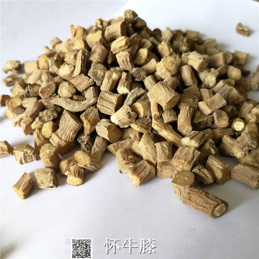 牛膝牛膝哪裡可以購買到川牛膝多少錢一公斤