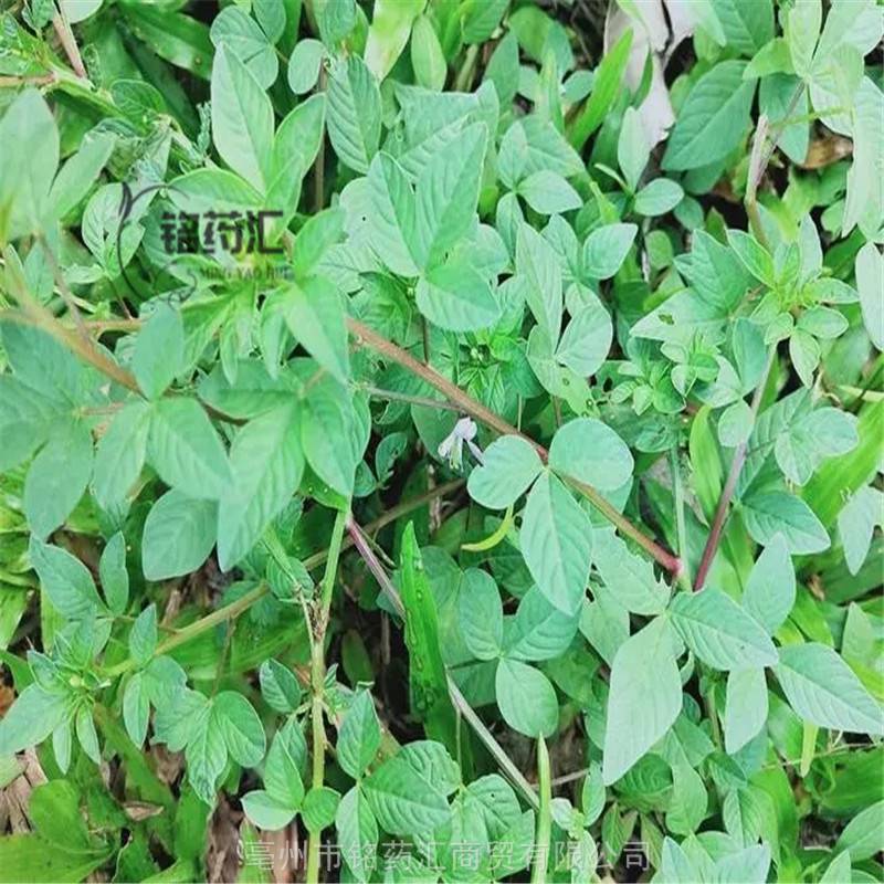 臭花菜籽图片供应中药材白花菜子