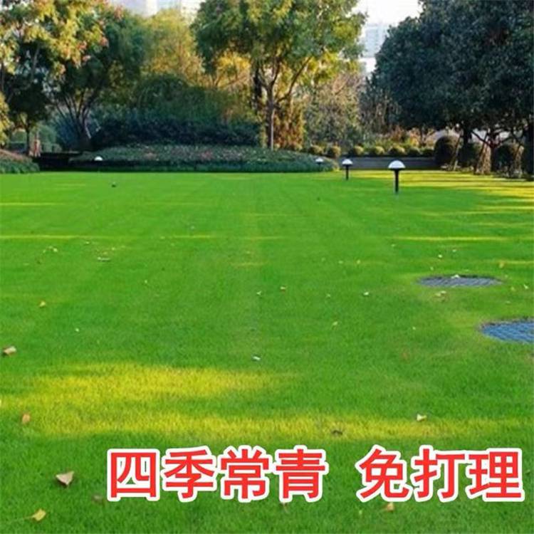 内蒙古呼伦贝尔常青花卉种籽销售热线批发红三叶草种籽