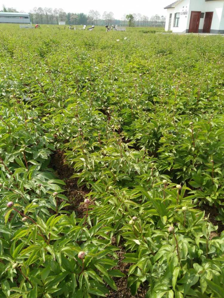 白芍白芍药白芍苗种植白芍芽子繁育基地