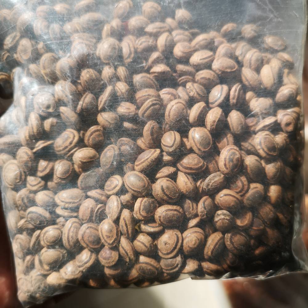 猴子枣印度猴子枣猴枣多少钱一克