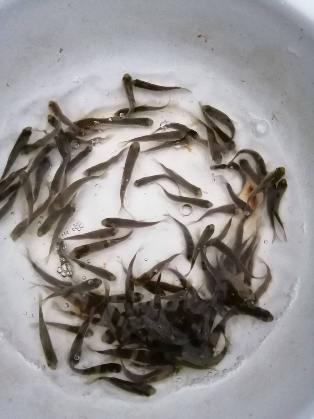 华广鱼苗草鱼苗鲩鱼苗淡水长江草鱼苗规格齐全量大从优