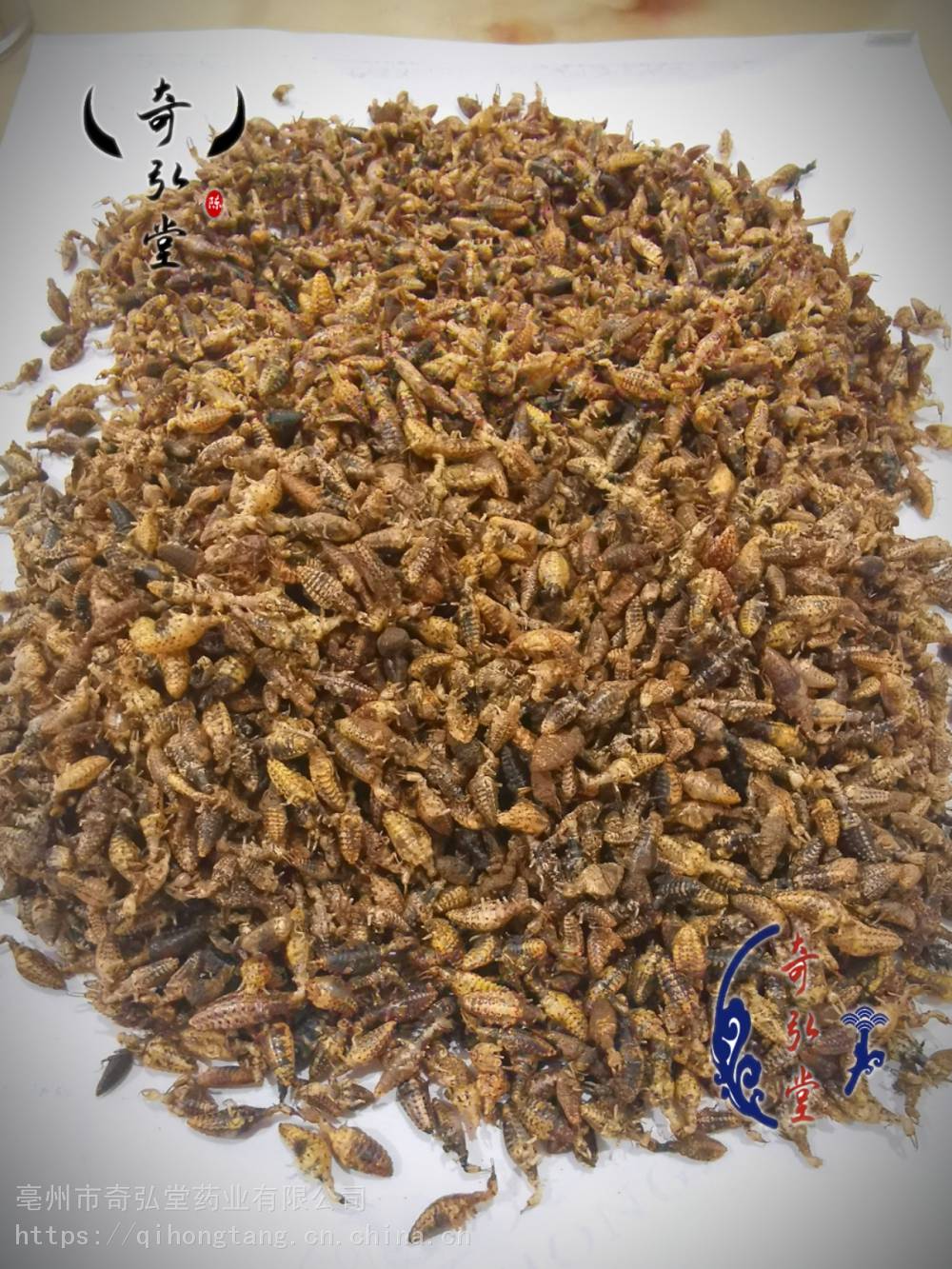 中药材地牯牛金沙牛蚁狮产地