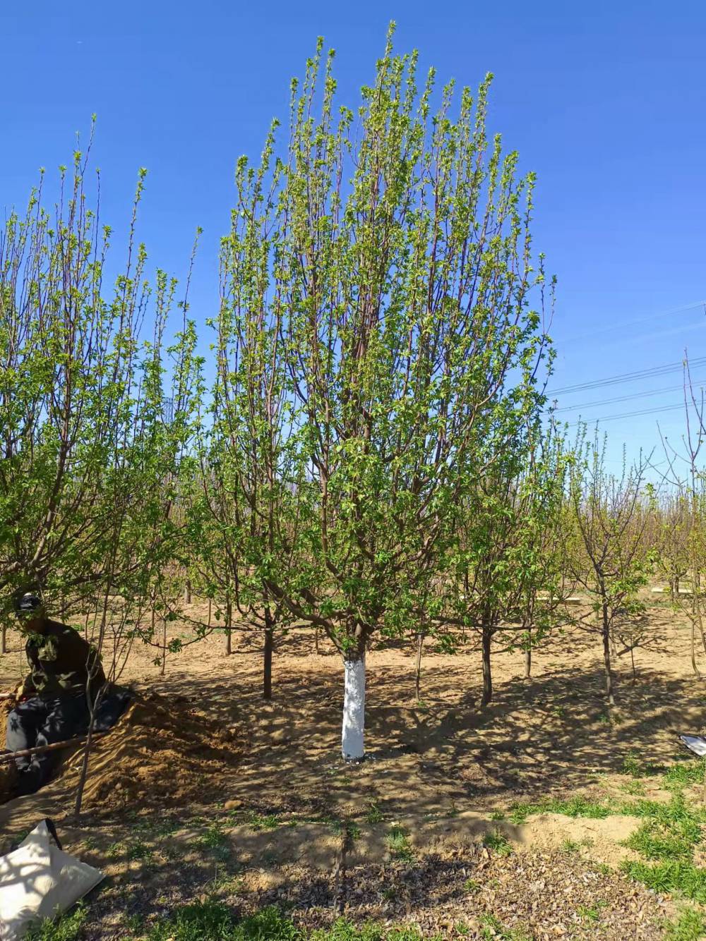 8公分八棱海棠树价格河北东茂日盛海棠苗木基地