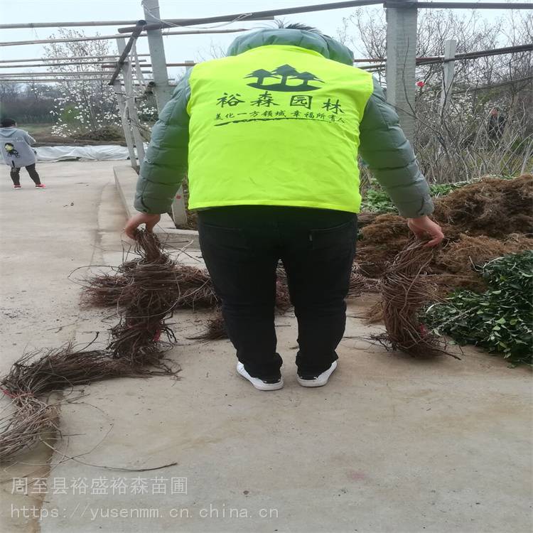 固原苗子爬墙虎直径 爬藤盆栽植物 爬山虎苗圃