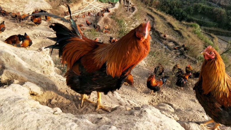 广东鸡品牌大全