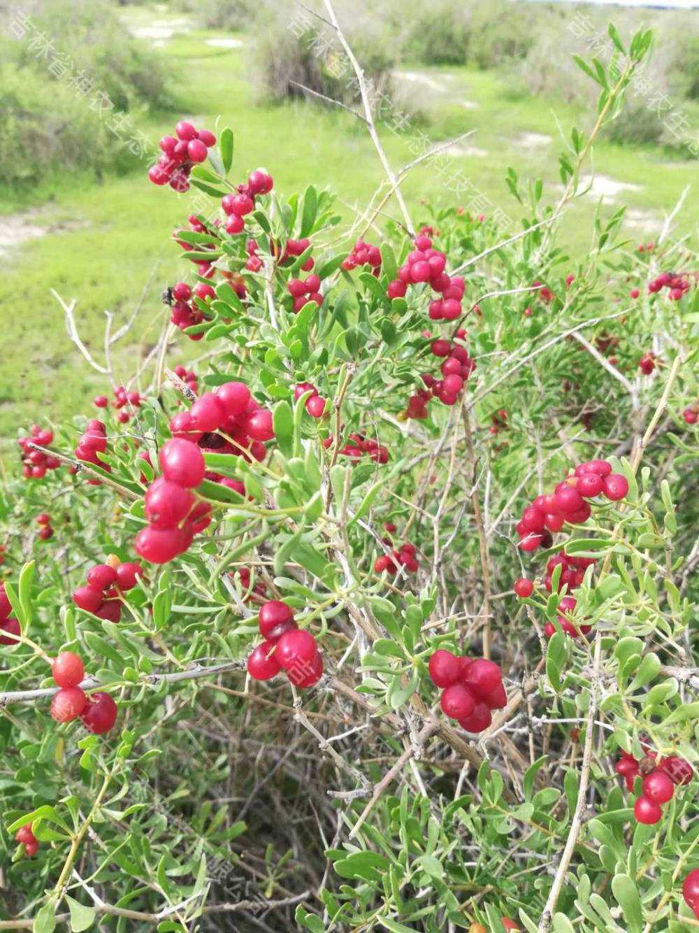 大量批发2年生白刺苗子吉林白刺种子供应商供应40厘米高白刺苗子