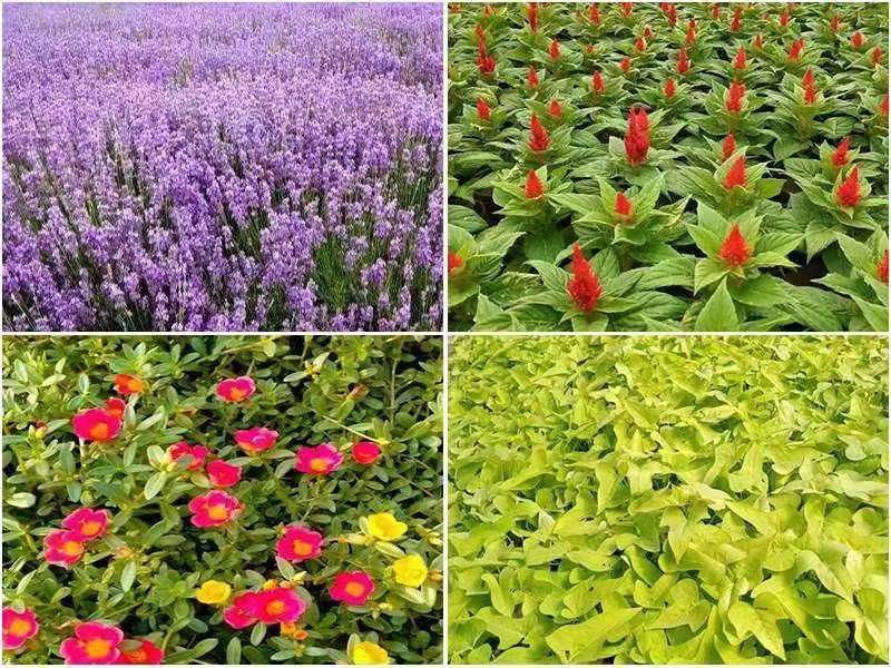 厂区绿化金鸡菊矮杆重瓣花籽剪股颖V8草种子广玉兰冰草