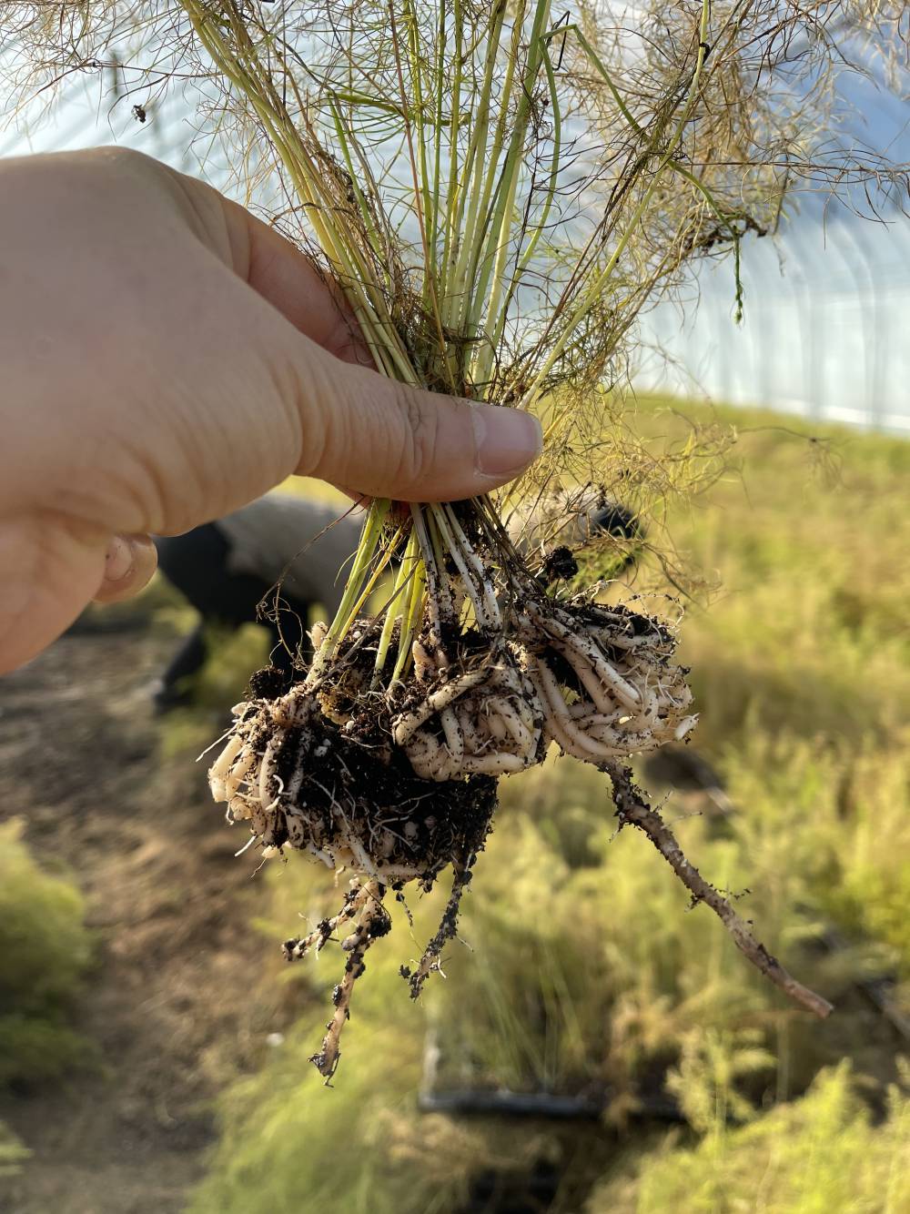 种植芦笋养金蝉实现地上地下双丰收，一次种植多年收获