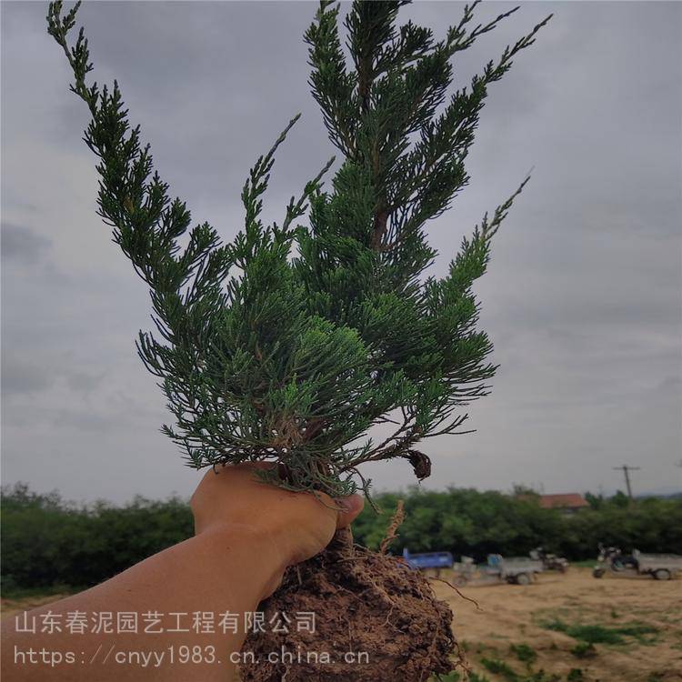 小龙柏基地 龙柏大苗龙柏树工程绿化苗木行道树量大批发价格 推发网