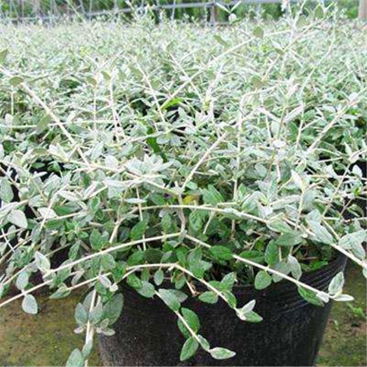 水果兰观叶植物观叶景观树盆栽基地