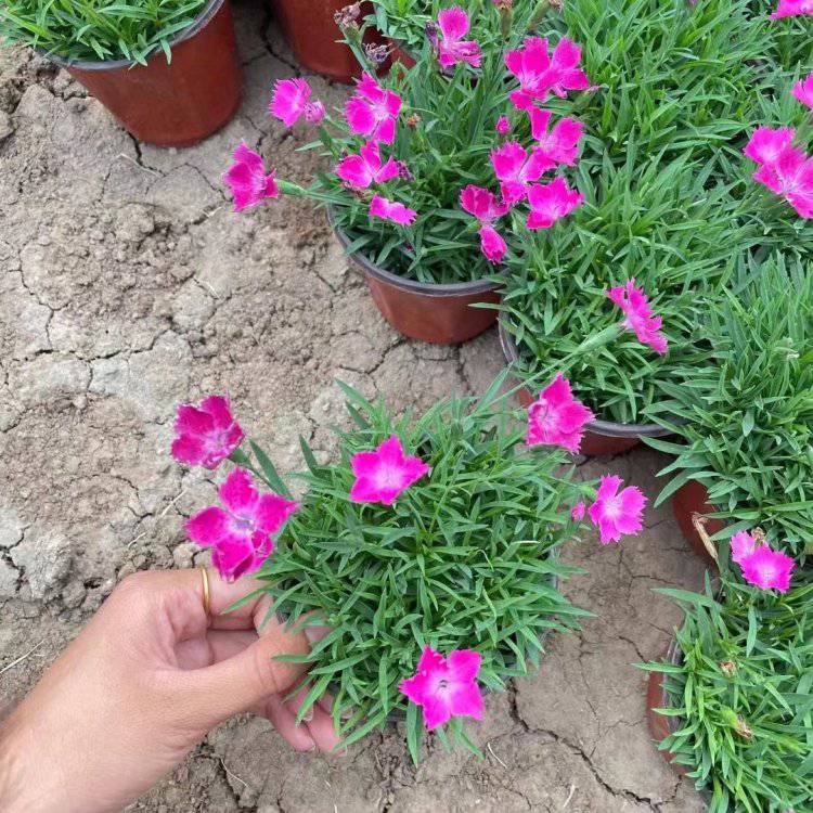 欧石竹 大花地园林 草花地被 花镜植物 多年生花海