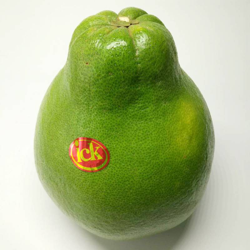 越南青柚多少一株苗泰国红宝石青柚苗批发现看现挖现发