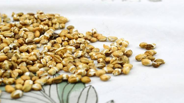 供应沙炒青稞机器东亿连续作业型青稞炒货机