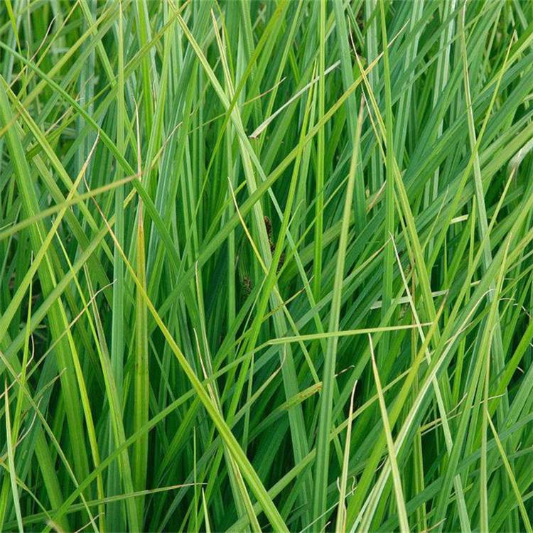 基地出售灯芯草苗圃庭院小区观赏植物园林绿化工程苗