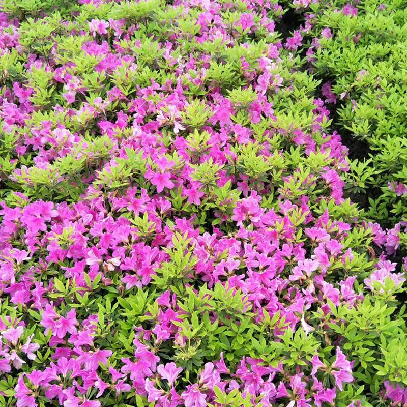 毛杜鹃杯苗长洲树苗杜鹃小苗价格