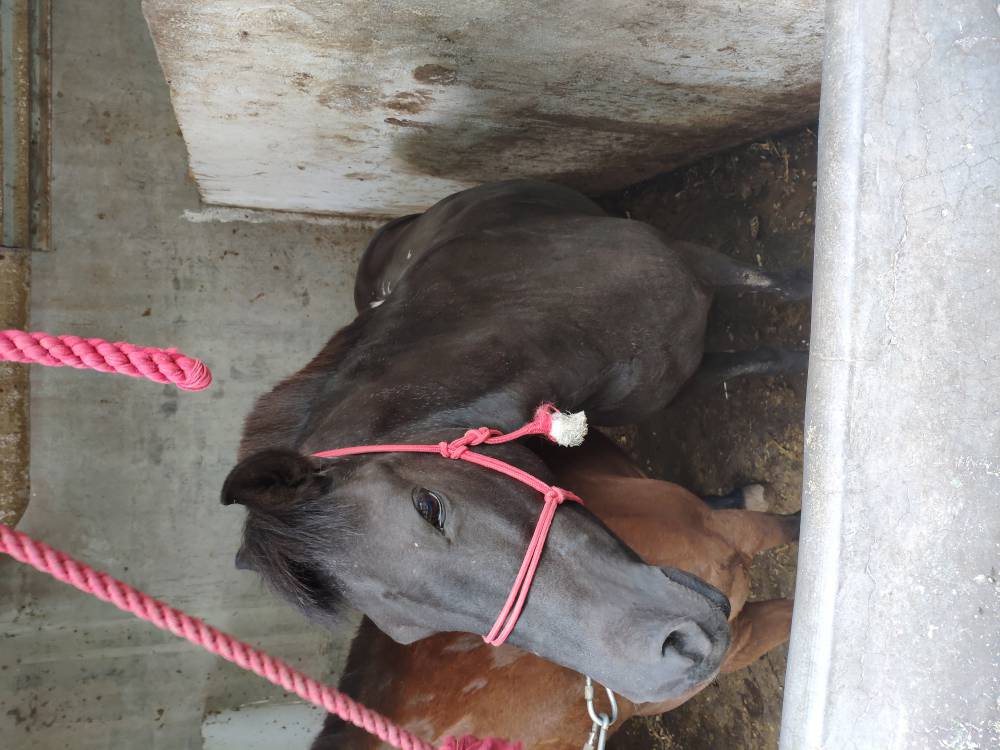 三河马三河马养殖基地湖南三河马养殖场湖北骑乘马养殖基地